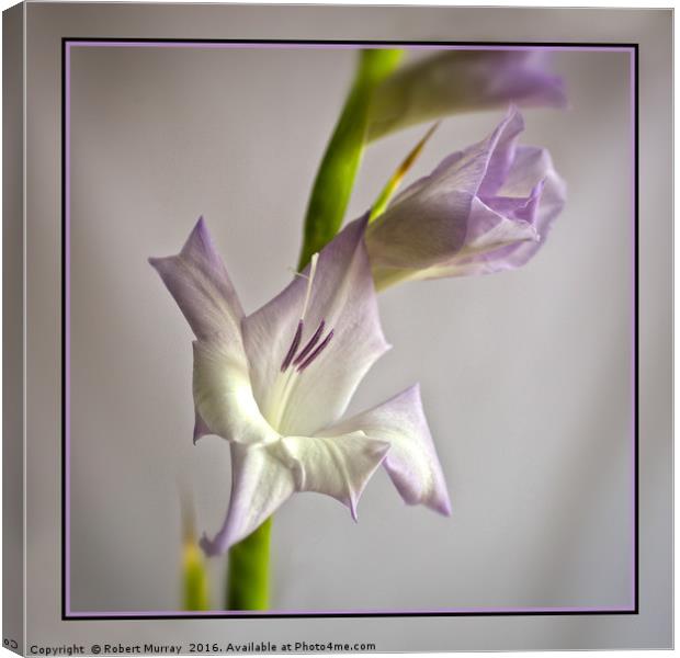 Gladiolus Canvas Print by Robert Murray