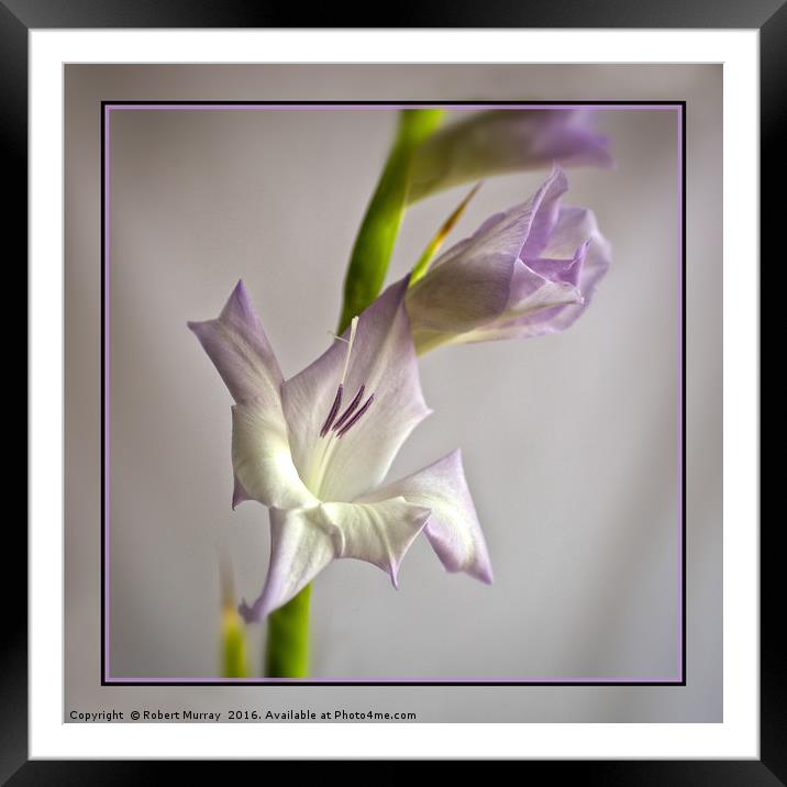 Gladiolus Framed Mounted Print by Robert Murray