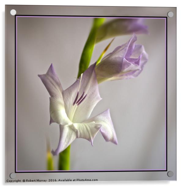 Gladiolus Acrylic by Robert Murray