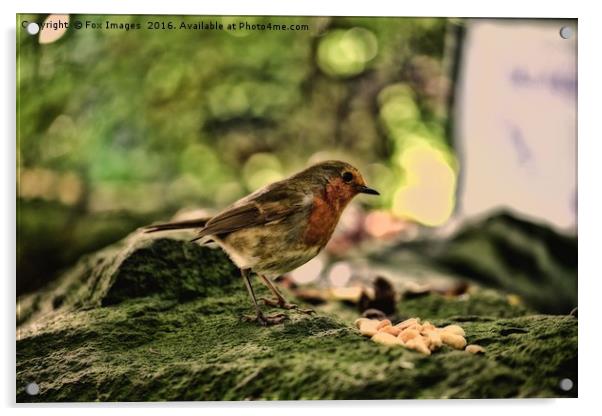 British Robin Acrylic by Derrick Fox Lomax