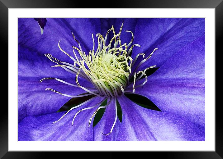 Clematis - macro Framed Mounted Print by Donna Collett