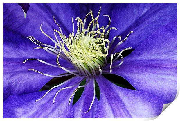 Clematis - macro Print by Donna Collett
