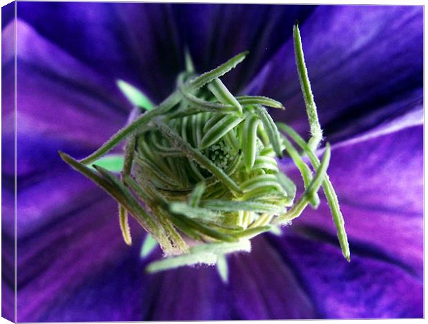 The heart of the Clematis Canvas Print by Donna Collett