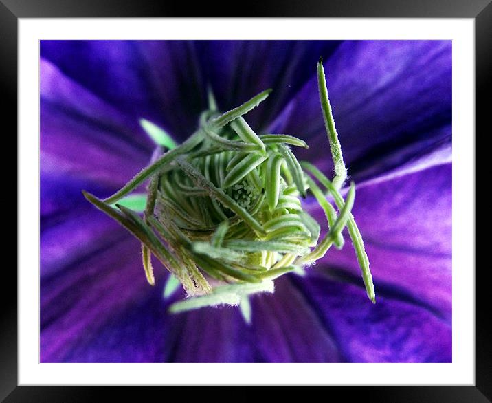 The heart of the Clematis Framed Mounted Print by Donna Collett