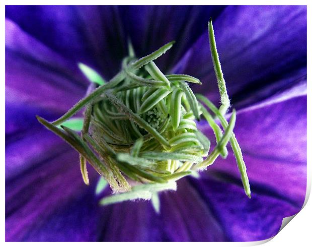 The heart of the Clematis Print by Donna Collett