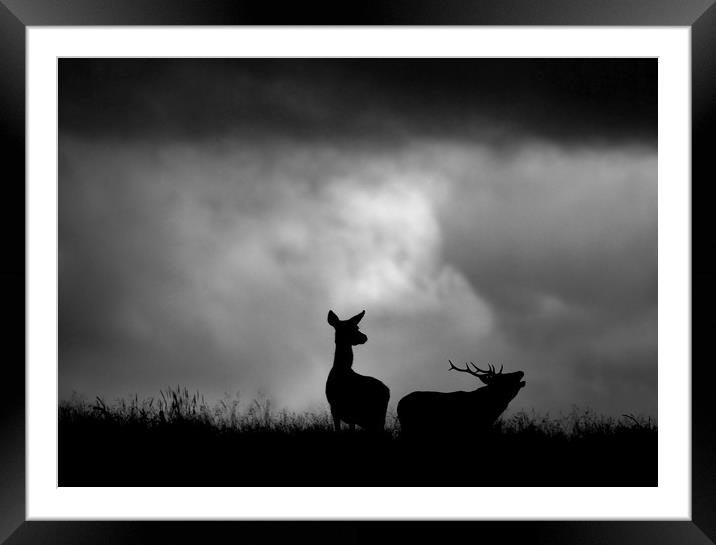 The Red Deer Rut Framed Mounted Print by Macrae Images
