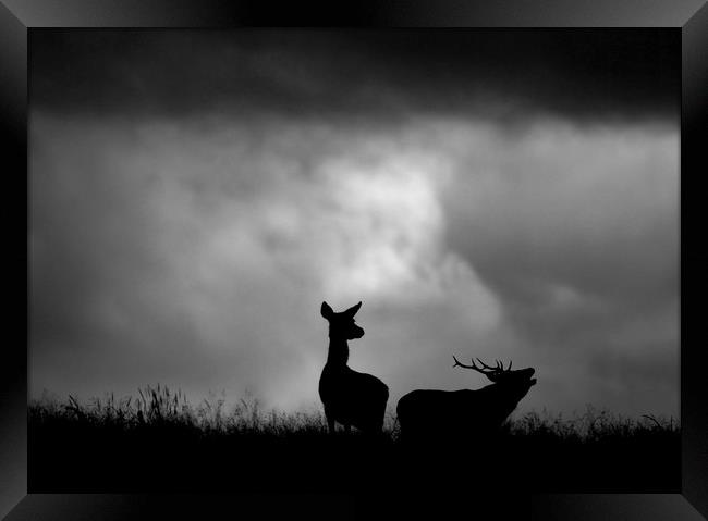 The Red Deer Rut Framed Print by Macrae Images