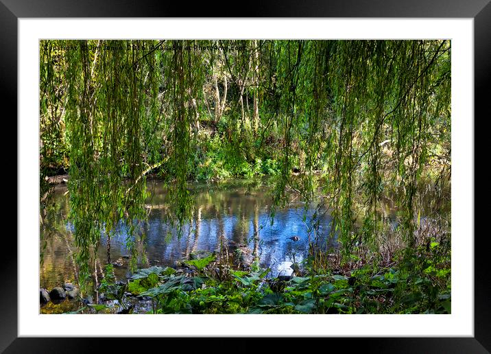 Weeping Willow fronds Framed Mounted Print by Jim Jones