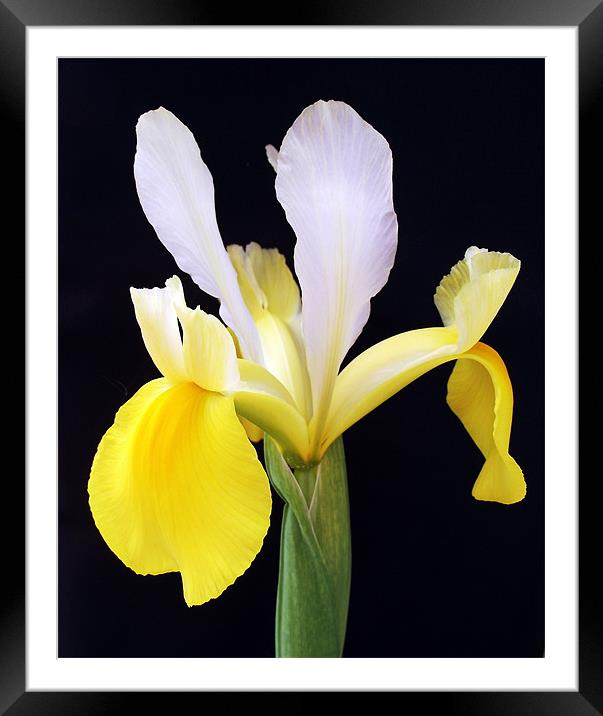 Iris Framed Mounted Print by Donna Collett