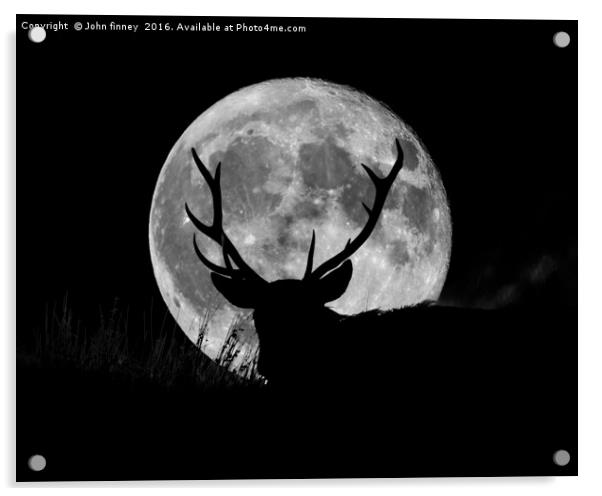 Wild Stag silhouetted with a full moon Acrylic by John Finney