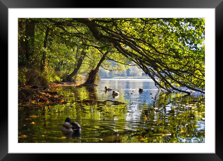 Peaceful Summer Lake Framed Mounted Print by Simon Annable