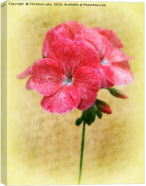 Bloom In Red Canvas Print by Christine Lake