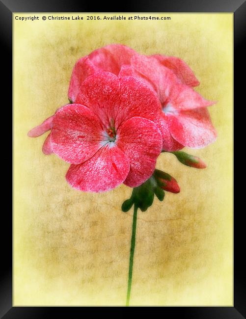 Bloom In Red Framed Print by Christine Lake