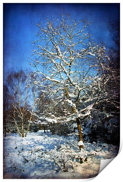 Snow Tree Print by Ann Garrett