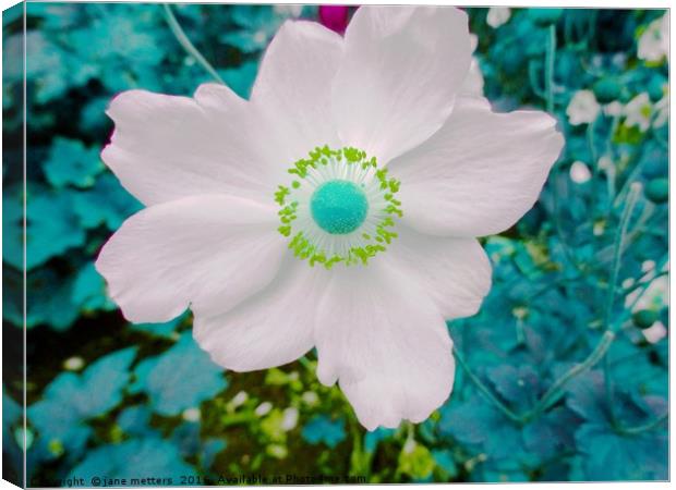 White Flower Canvas Print by Jane Metters