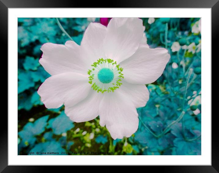White Flower Framed Mounted Print by Jane Metters
