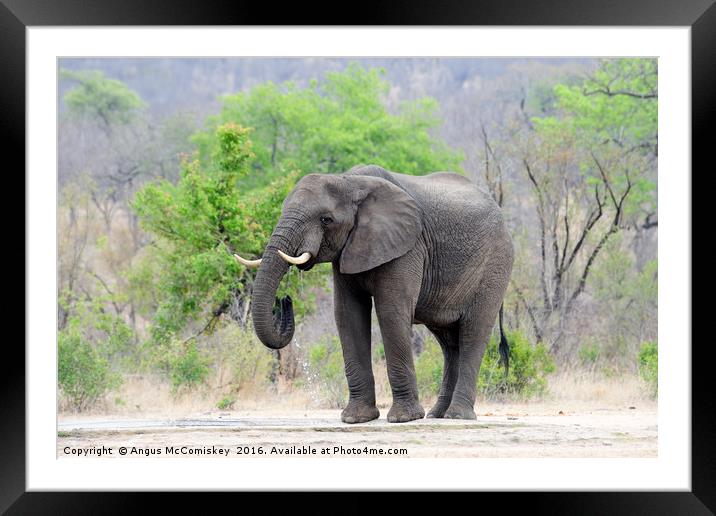 Lone bull elephant drinking at waterhole Framed Mounted Print by Angus McComiskey