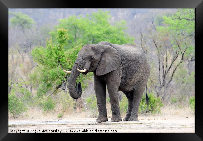 Lone bull elephant drinking at waterhole Framed Print by Angus McComiskey