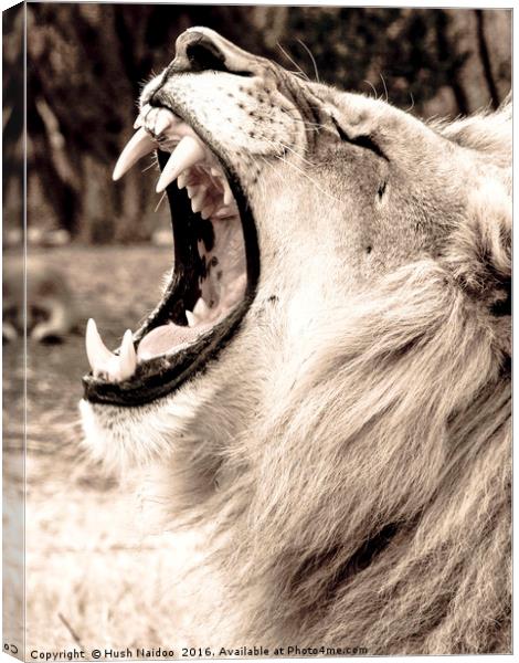 The Lion Roar Canvas Print by Hush Naidoo