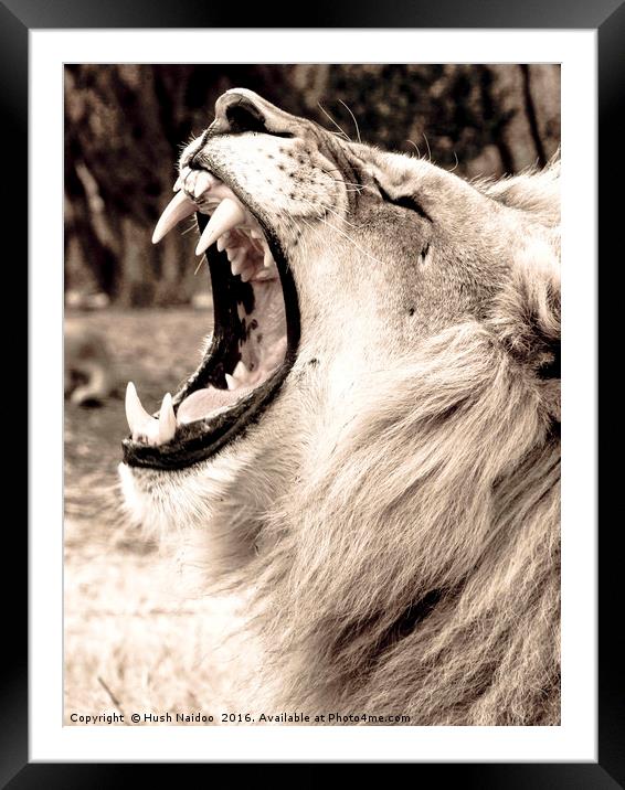 The Lion Roar Framed Mounted Print by Hush Naidoo