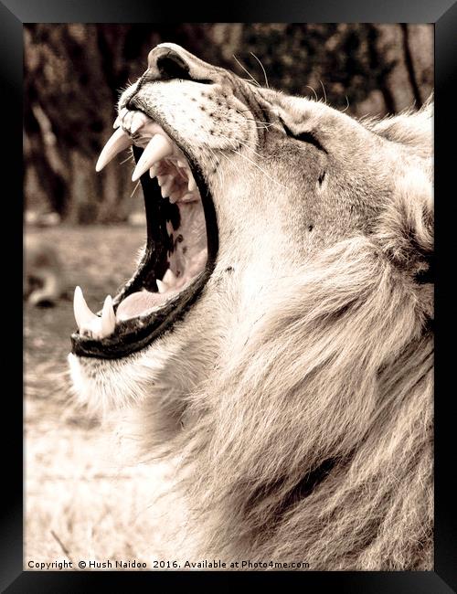 The Lion Roar Framed Print by Hush Naidoo