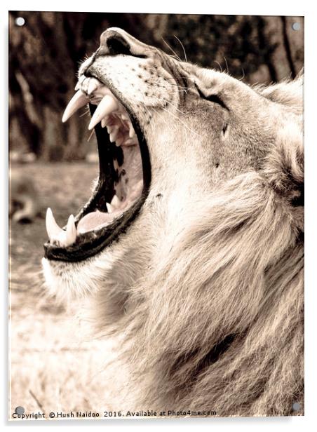 The Lion Roar Acrylic by Hush Naidoo