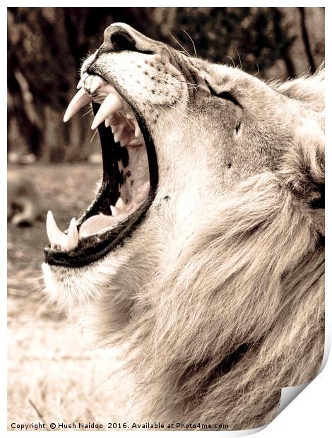 The Lion Roar Print by Hush Naidoo
