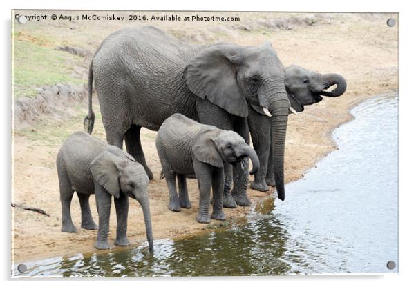 Elephants drinking at waterhole Acrylic by Angus McComiskey