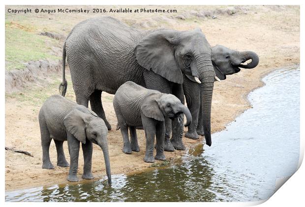 Elephants drinking at waterhole Print by Angus McComiskey