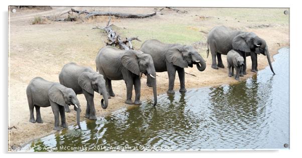 Group of elephants drinking at waterhole Acrylic by Angus McComiskey