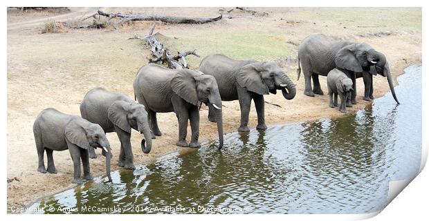 Group of elephants drinking at waterhole Print by Angus McComiskey