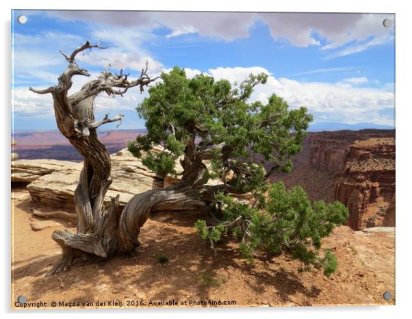 Wild Juniper tree Canyonlands Acrylic by Magda van der Kleij