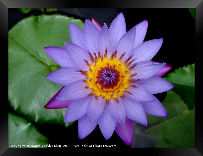 Beautiful blue lotus flower in India  Framed Print by Magda van der Kleij