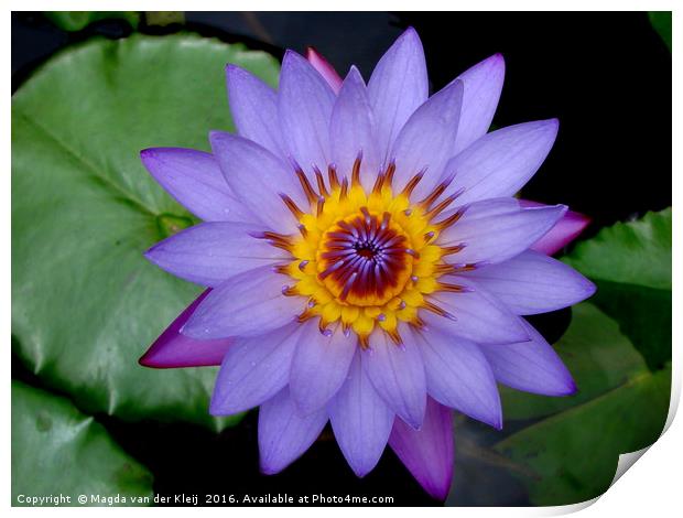 Beautiful blue lotus flower in India  Print by Magda van der Kleij