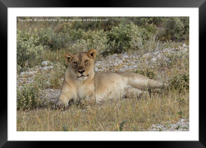 Lioness taking the suns rays Framed Mounted Print by colin chalkley