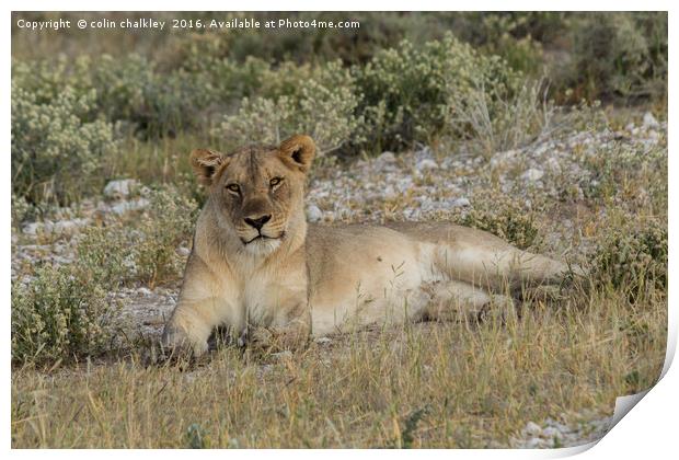 Lioness taking the suns rays Print by colin chalkley