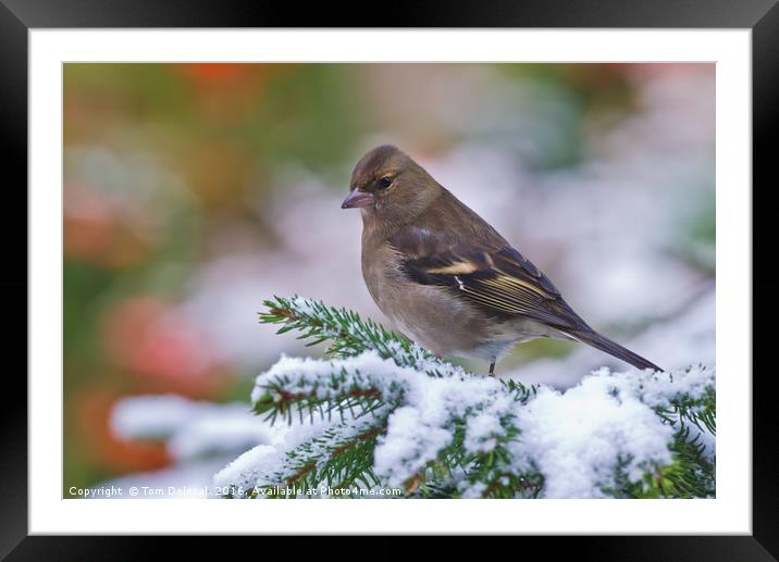 Female Chaffinch in the snow Framed Mounted Print by Tom Dolezal