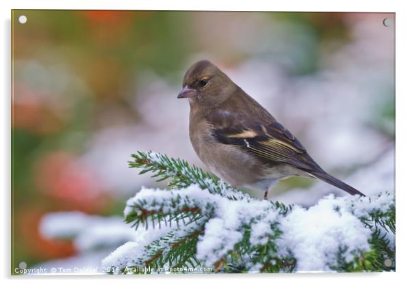 Female Chaffinch in the snow Acrylic by Tom Dolezal