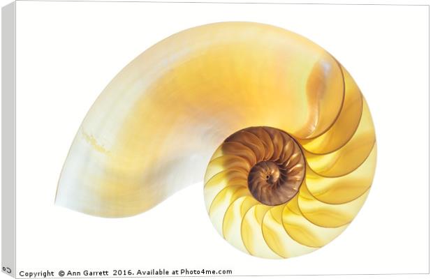 Nautilus Half Shell Canvas Print by Ann Garrett