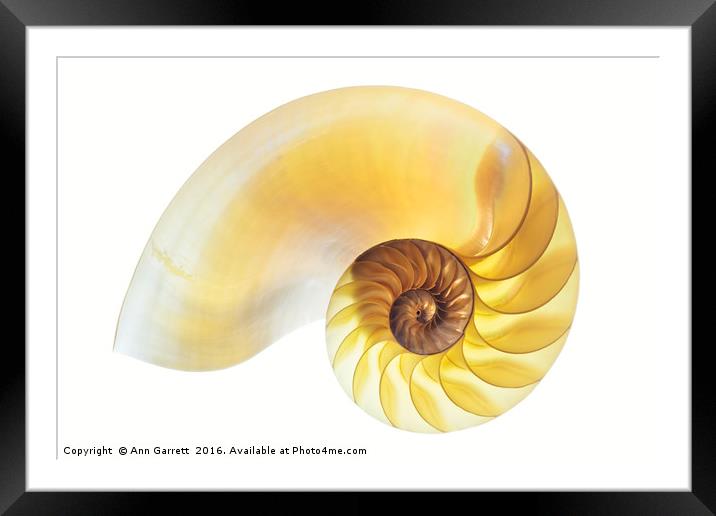 Nautilus Half Shell Framed Mounted Print by Ann Garrett