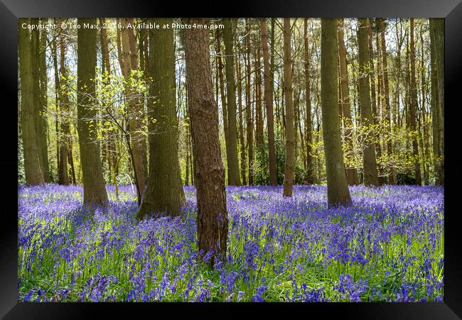 Forest Of Dean Bluebells Framed Print by The Tog