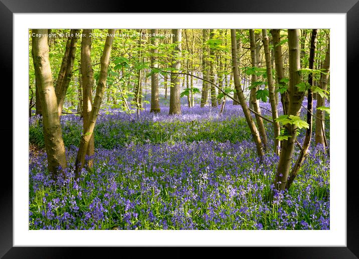 Forest Of Dean Bluebells Framed Mounted Print by The Tog