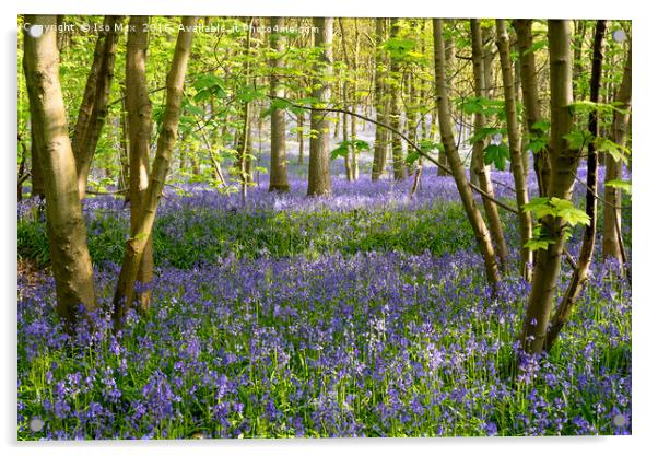 Forest Of Dean Bluebells Acrylic by The Tog