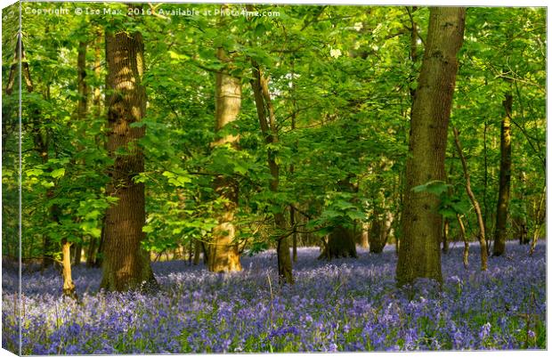 Forest Of Dean Bluebells Canvas Print by The Tog