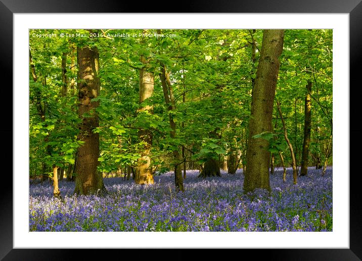 Forest Of Dean Bluebells Framed Mounted Print by The Tog