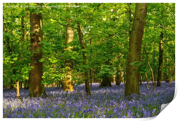 Forest Of Dean Bluebells Print by The Tog