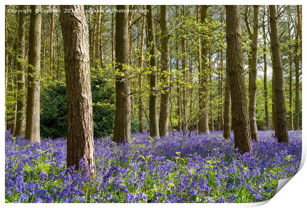 Forest Of Dean Bluebells Print by The Tog