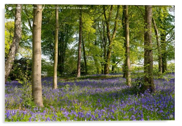 Forest Of Dean Bluebells Acrylic by The Tog