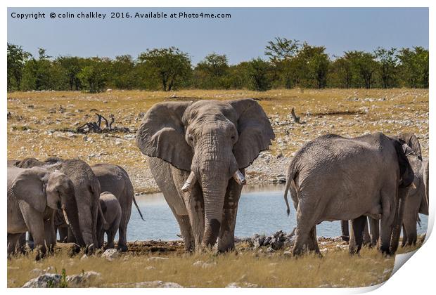 A Bull Elephant Protecting His Herd Print by colin chalkley