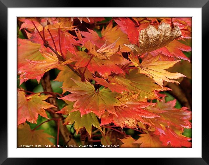 "GOLDEN AUTUMN" Framed Mounted Print by ROS RIDLEY